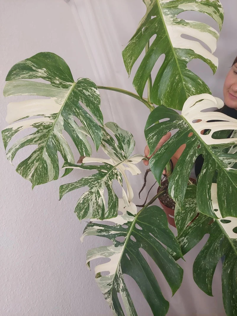 Monstera Variegata Adult