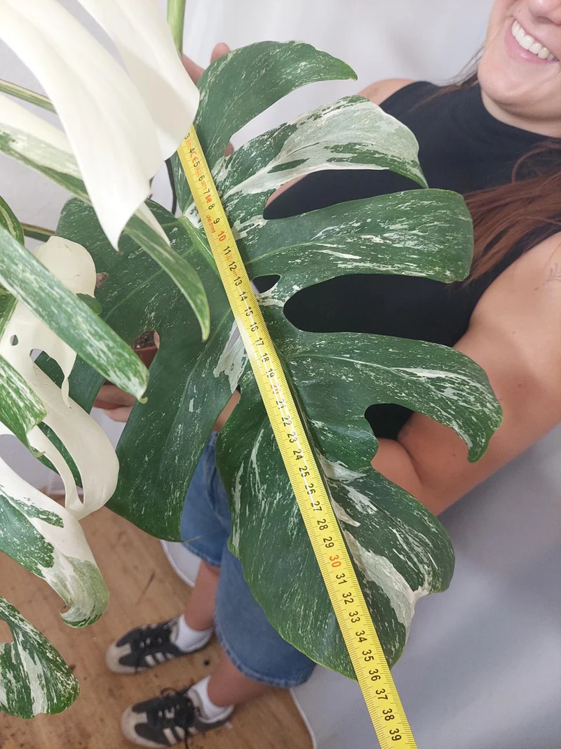 Monstera Variegata Adult