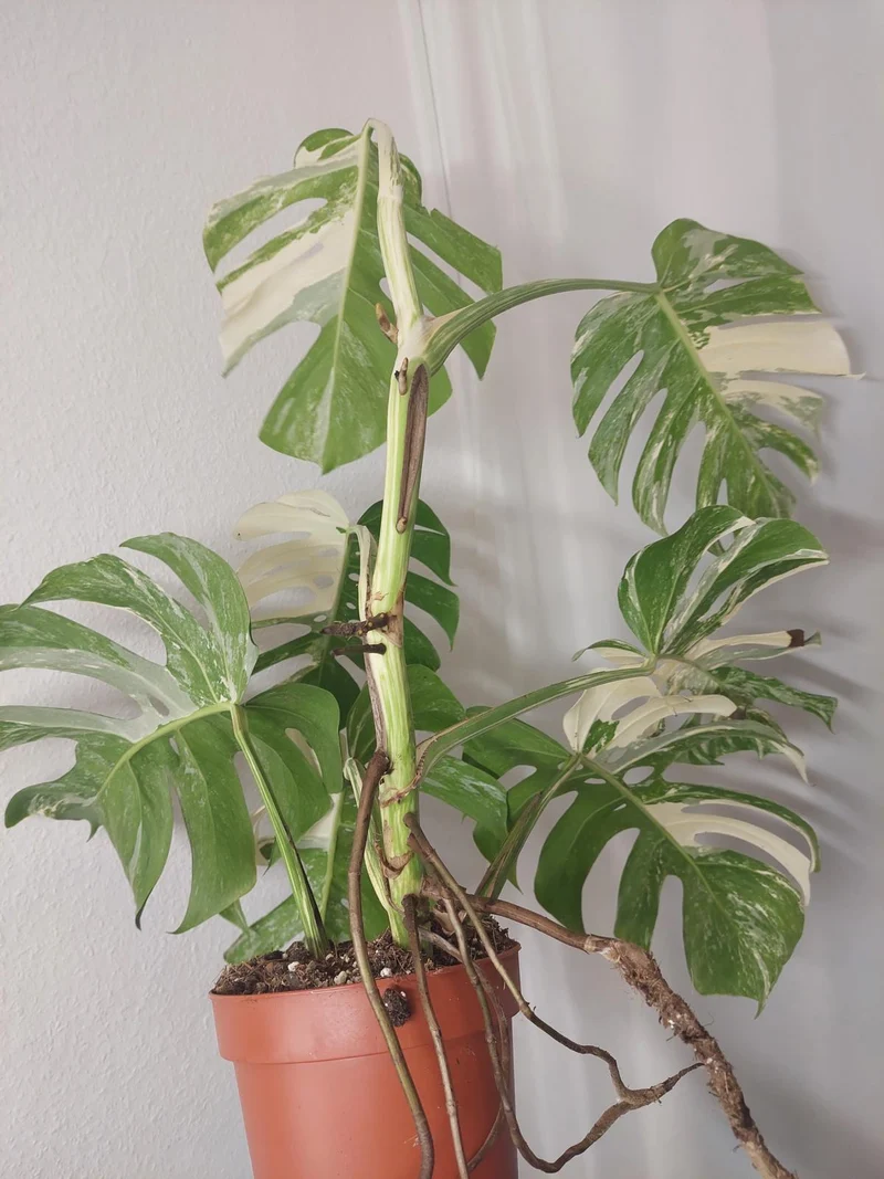 Monstera Variegata Adult