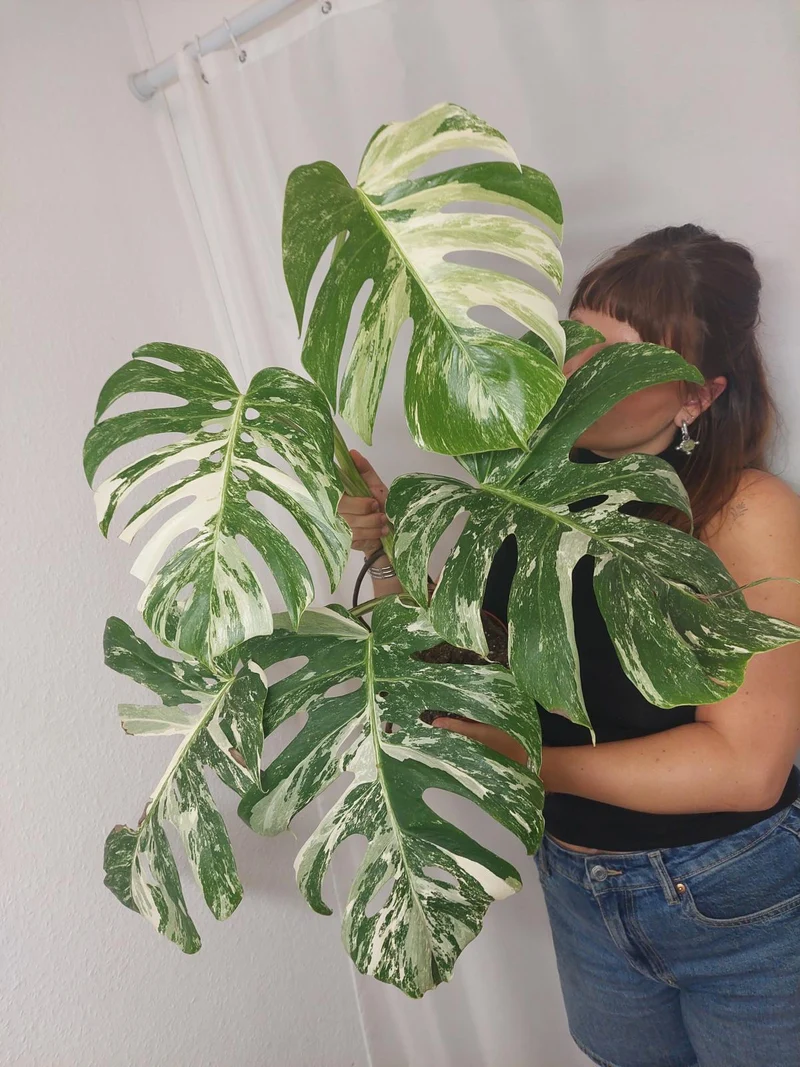 Monstera Variegata Adult