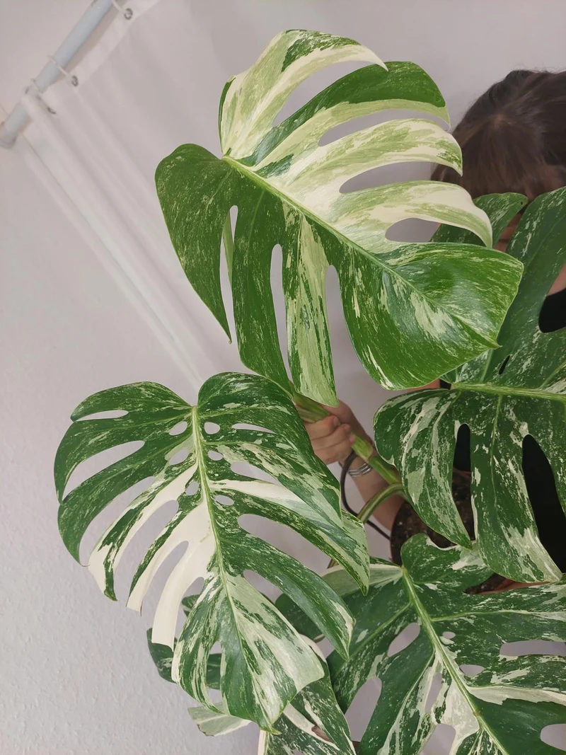 Monstera Variegata Adult