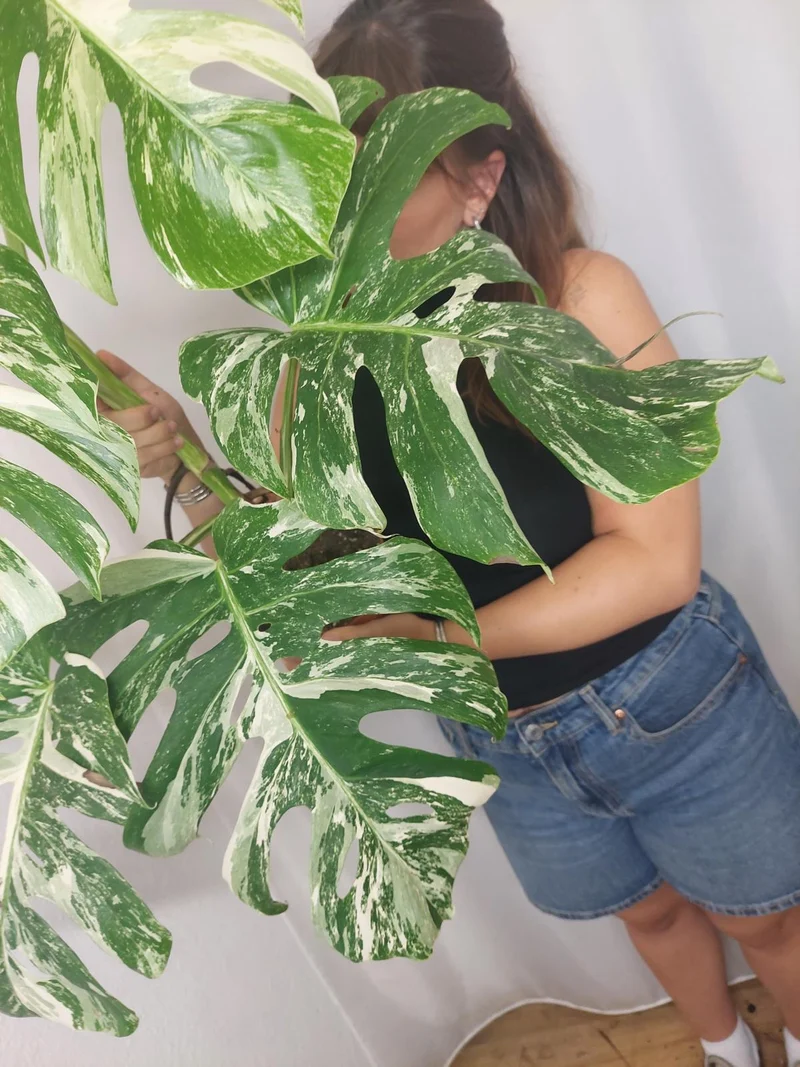 Monstera Variegata Adult