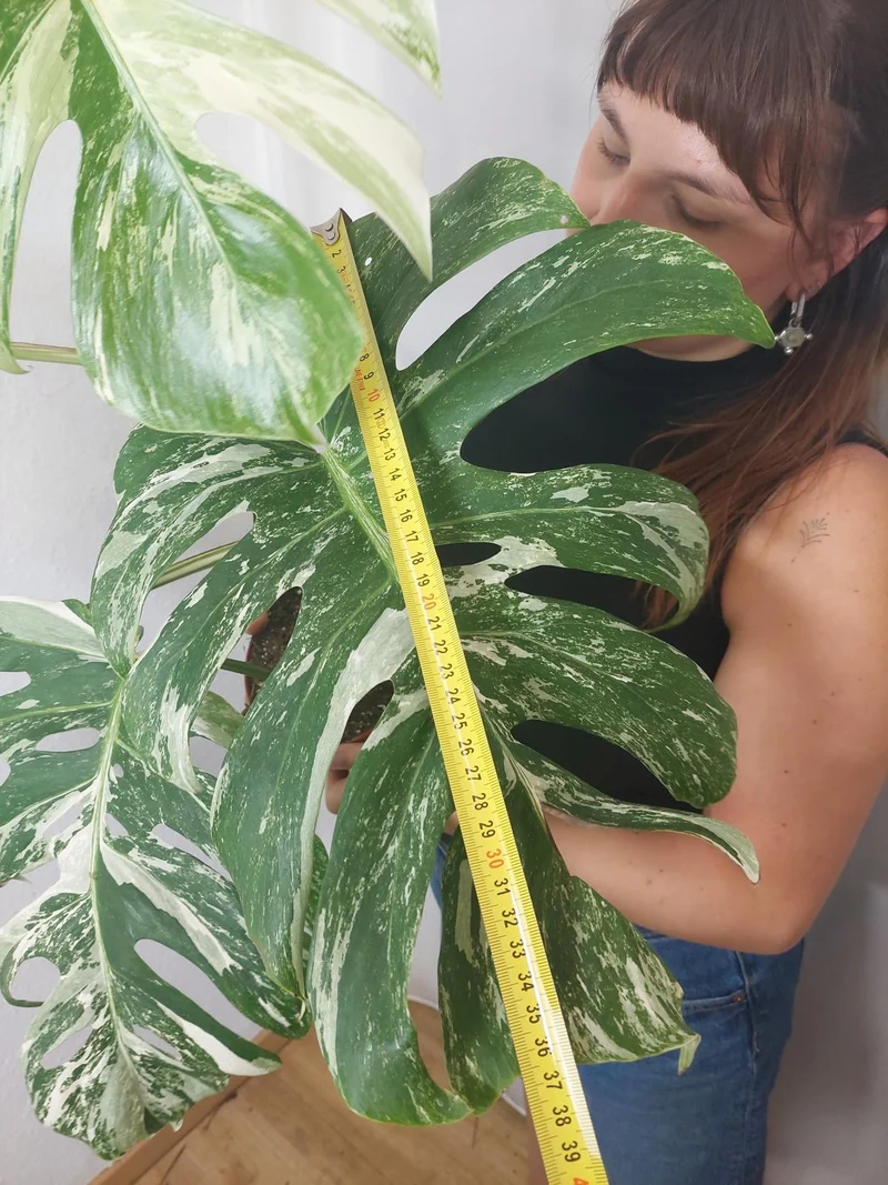 Monstera Variegata Adult