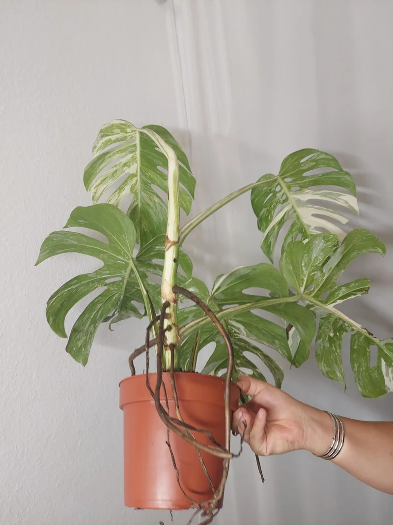 Monstera Variegata Adult