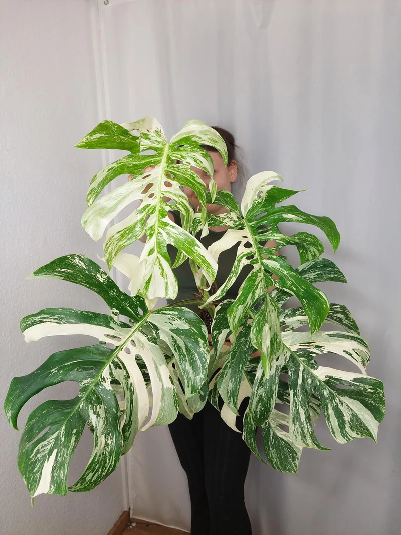 Monstera Variegata Adult