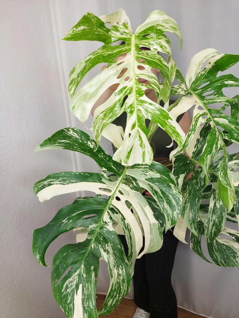 Monstera Variegata Adult