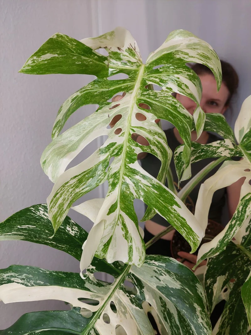Monstera Variegata Adult