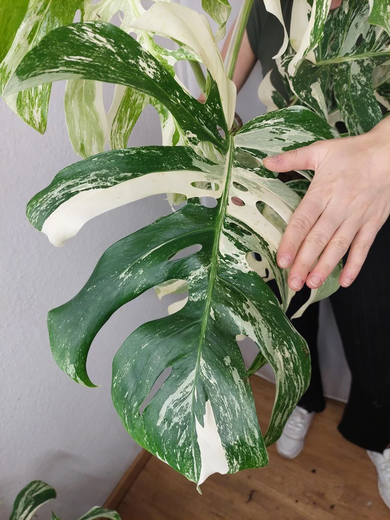 Monstera Variegata Adult