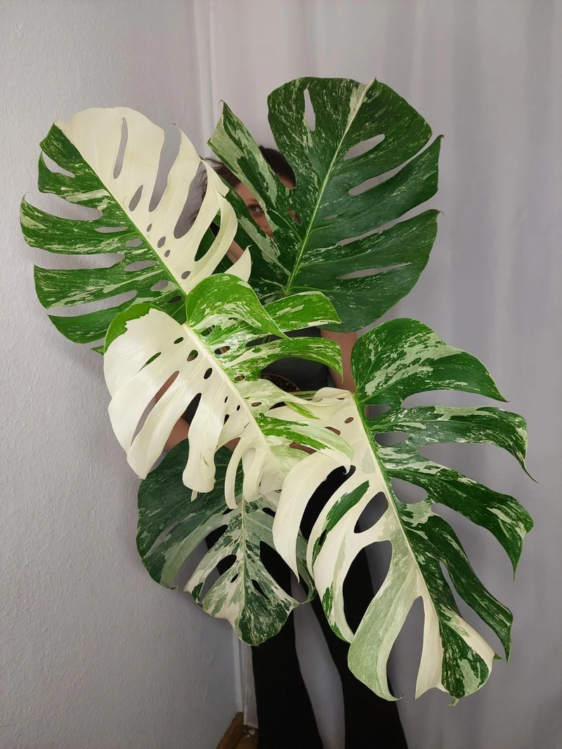 Monstera Variegata Adult