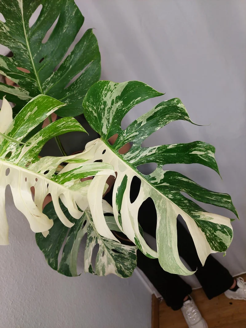 Monstera Variegata Adult