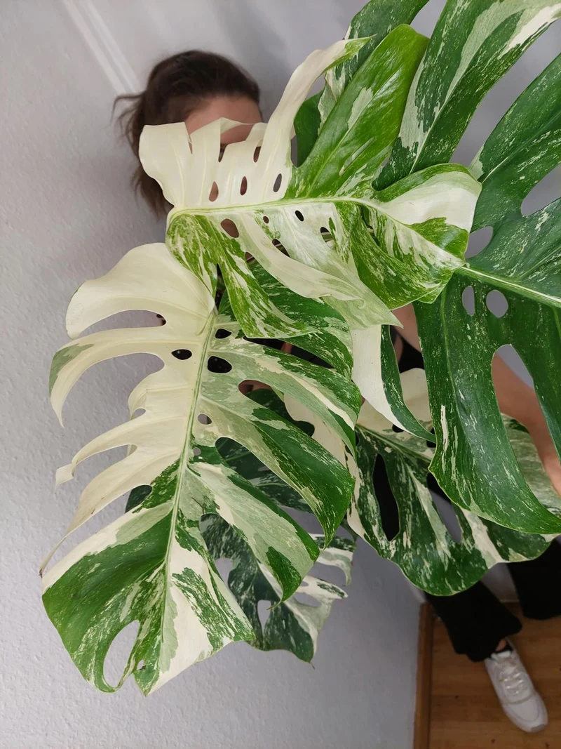 Monstera Variegata Adult