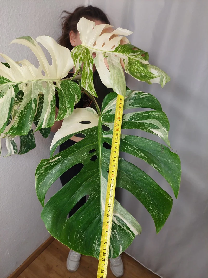 Monstera Variegata Adult