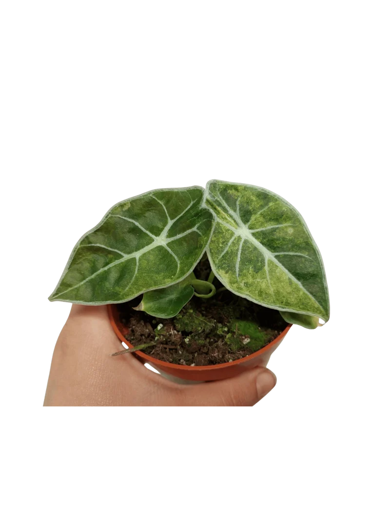 Alocasia Watsoniana Lightning Aurea