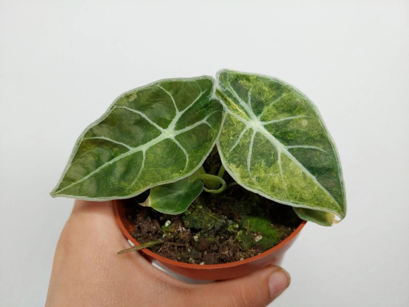 Alocasia Watsoniana Lightning Aurea