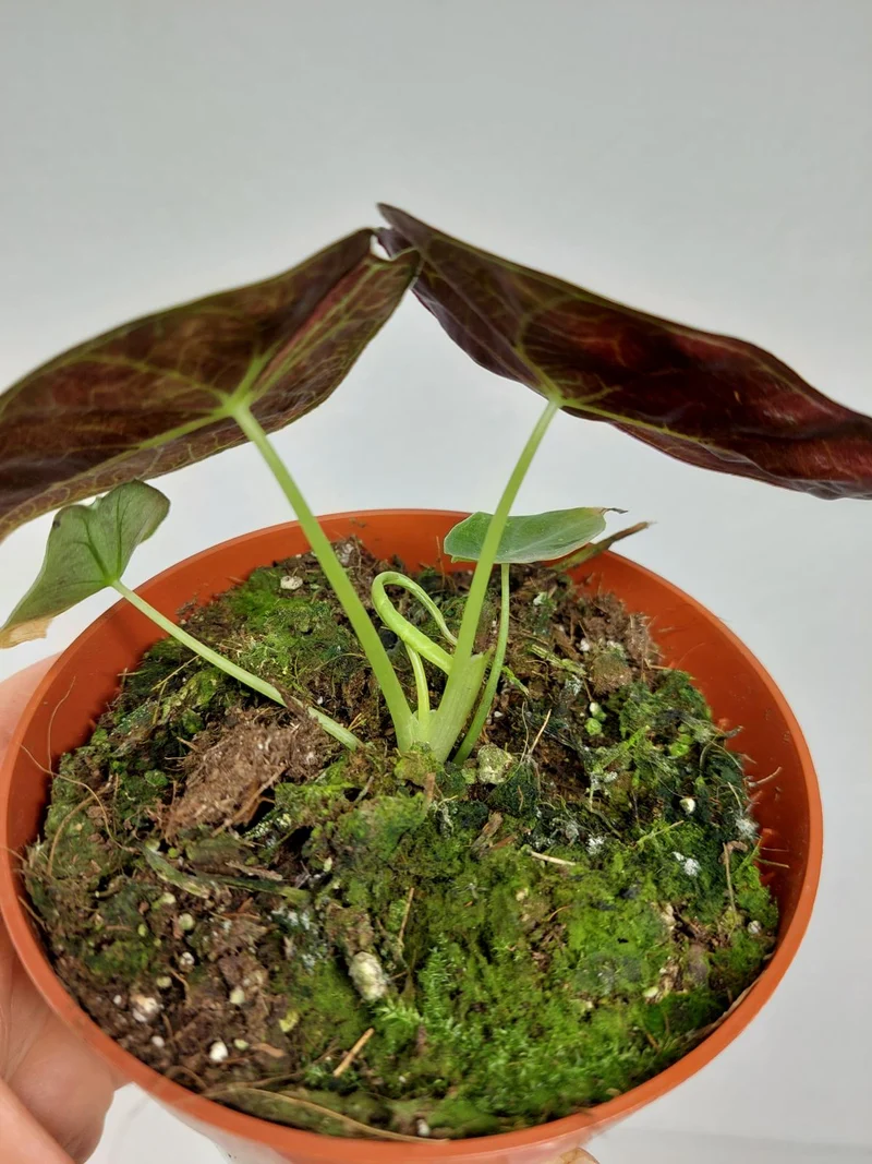 Alocasia Watsoniana Lightning Aurea
