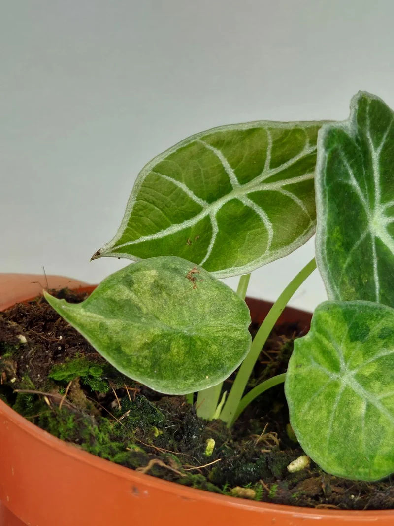 Alocasia Watsoniana Lightning Aurea