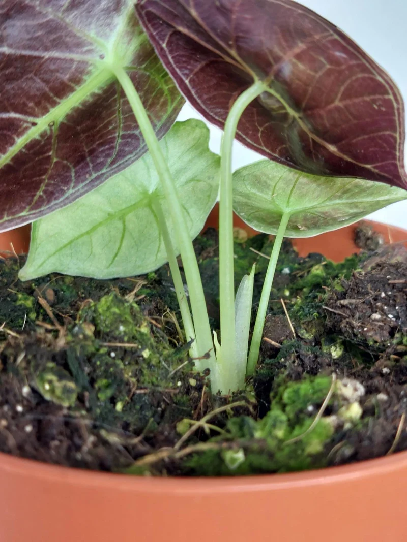 Alocasia Watsoniana Lightning Aurea