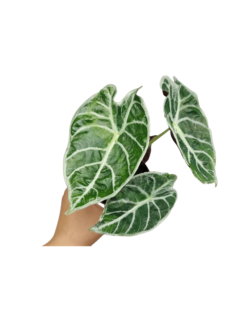 Alocasia Watsoniana Lightning Aurea