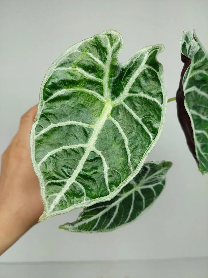 Alocasia Watsoniana Lightning Aurea