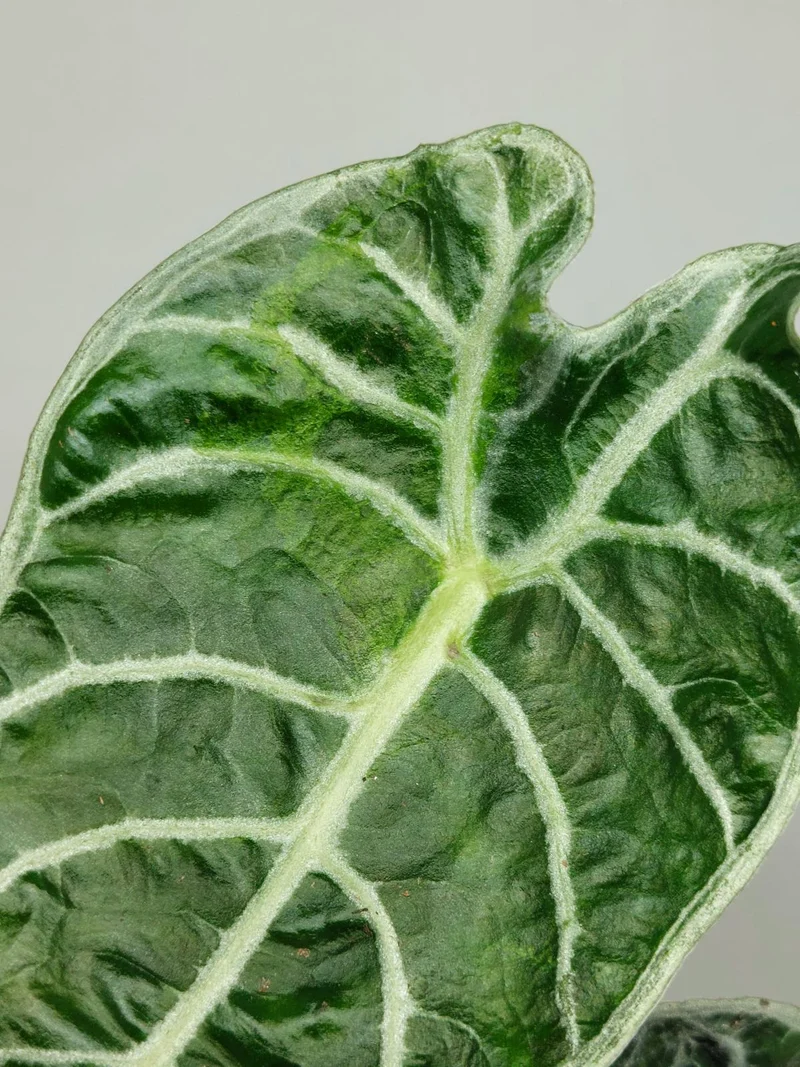 Alocasia Watsoniana Lightning Aurea