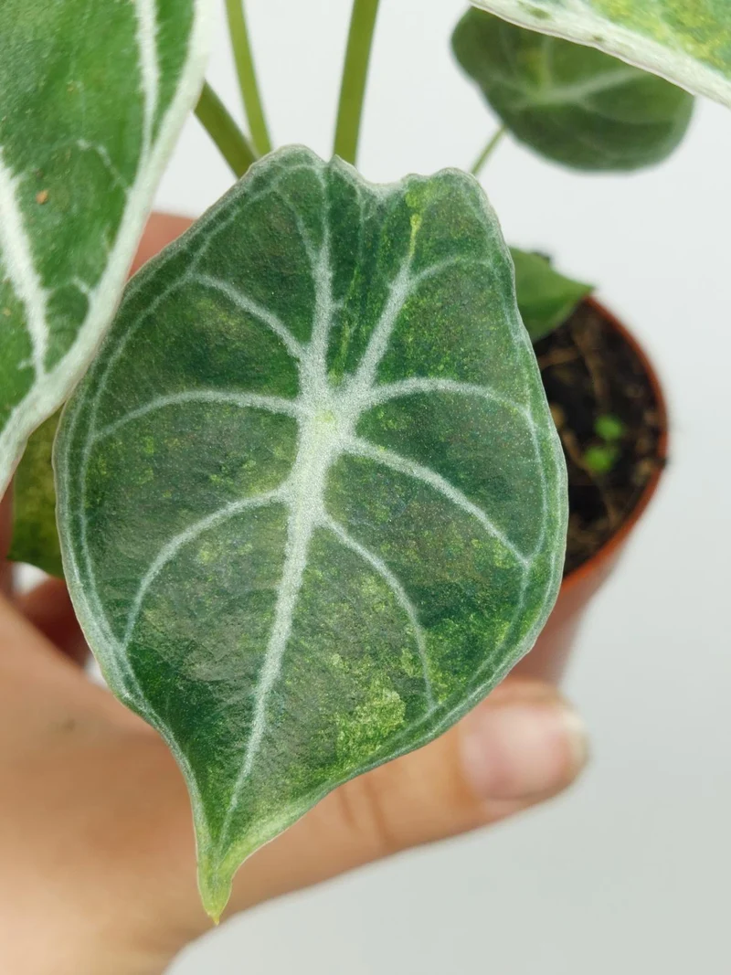 Alocasia Watsoniana Lightning Aurea