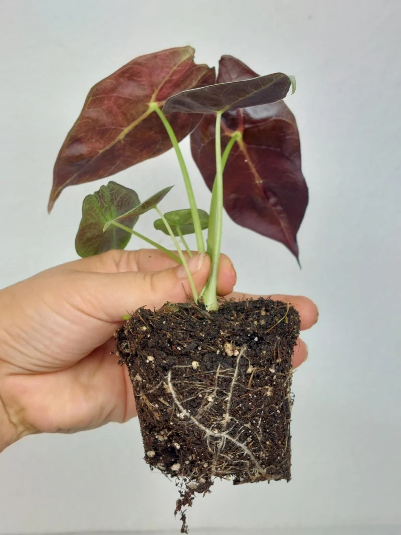 Alocasia Watsoniana Lightning Aurea