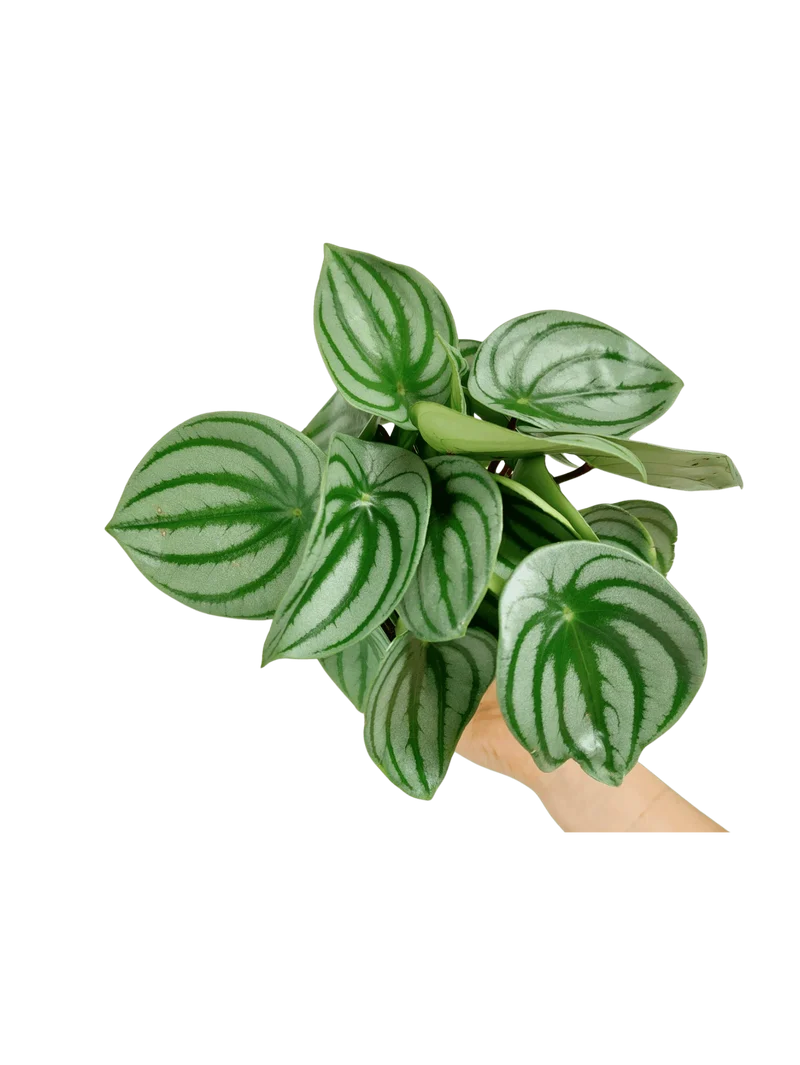 Peperomia Watermelon