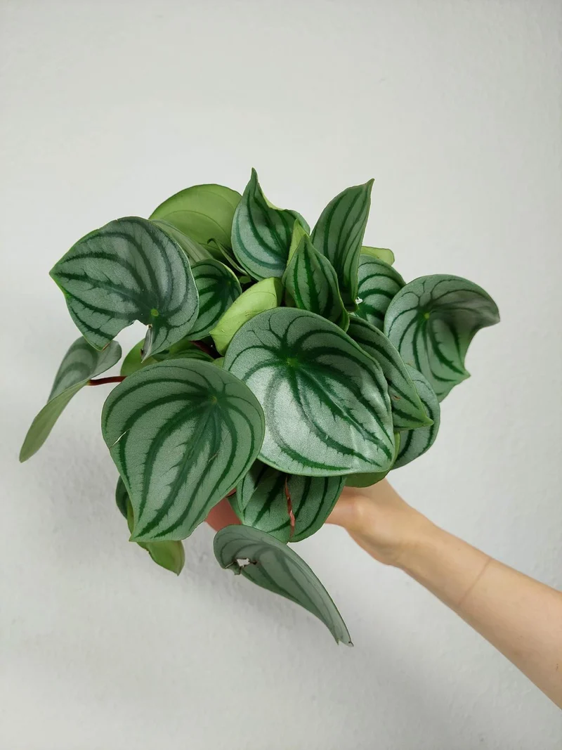 Peperomia Watermelon
