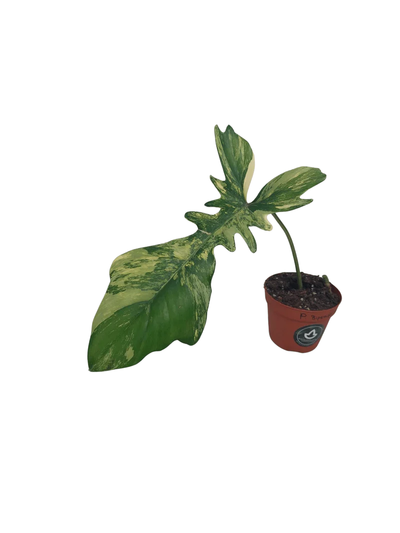 Philodendron Florida Beauty x Bipennifolium Variegata Steckling