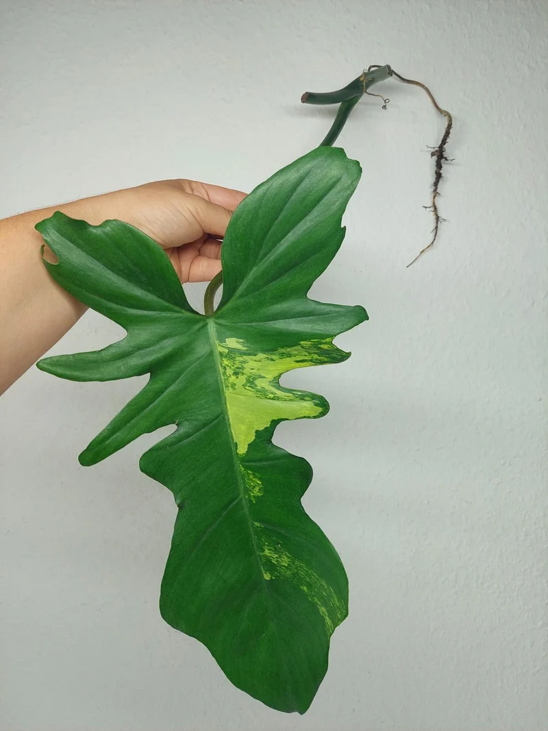 Philodendron Florida Beauty x Bipennifolium Variegata Steckling
