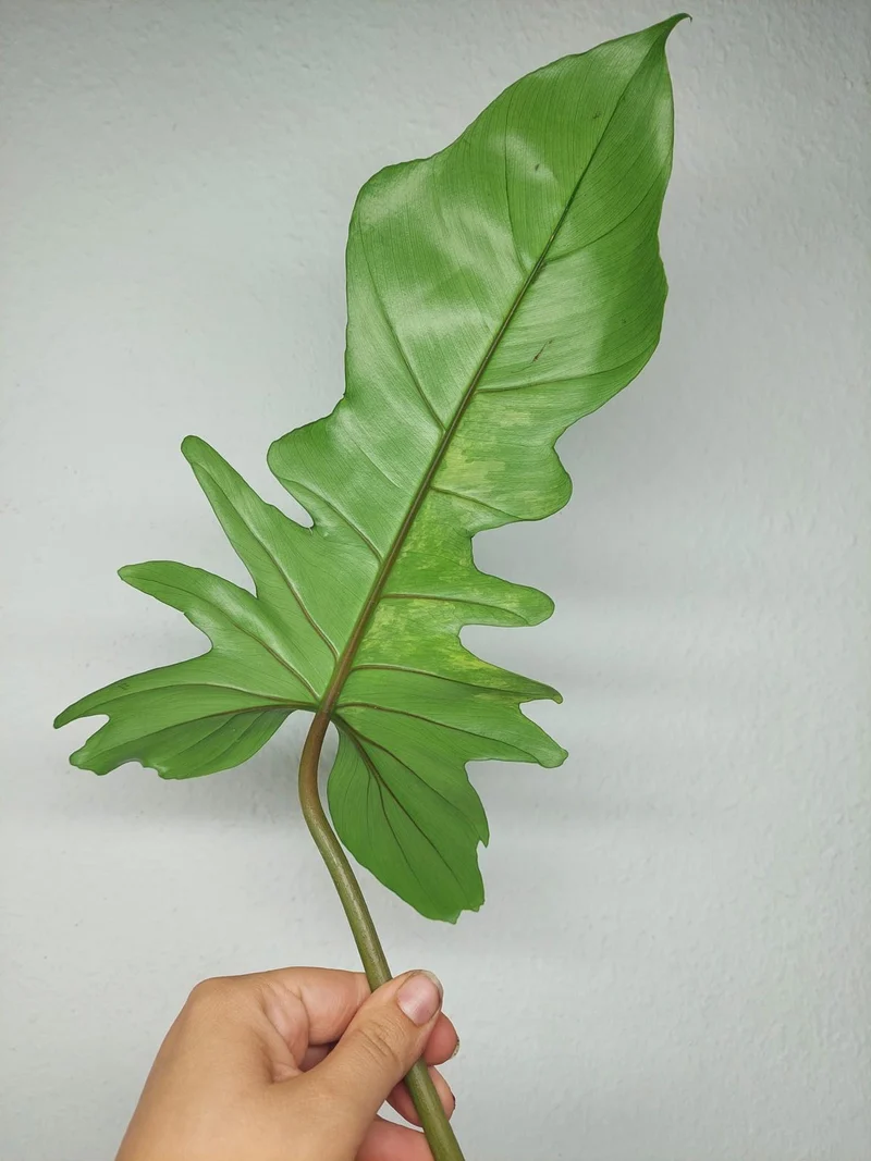 Philodendron Florida Beauty x Bipennifolium Variegata Steckling