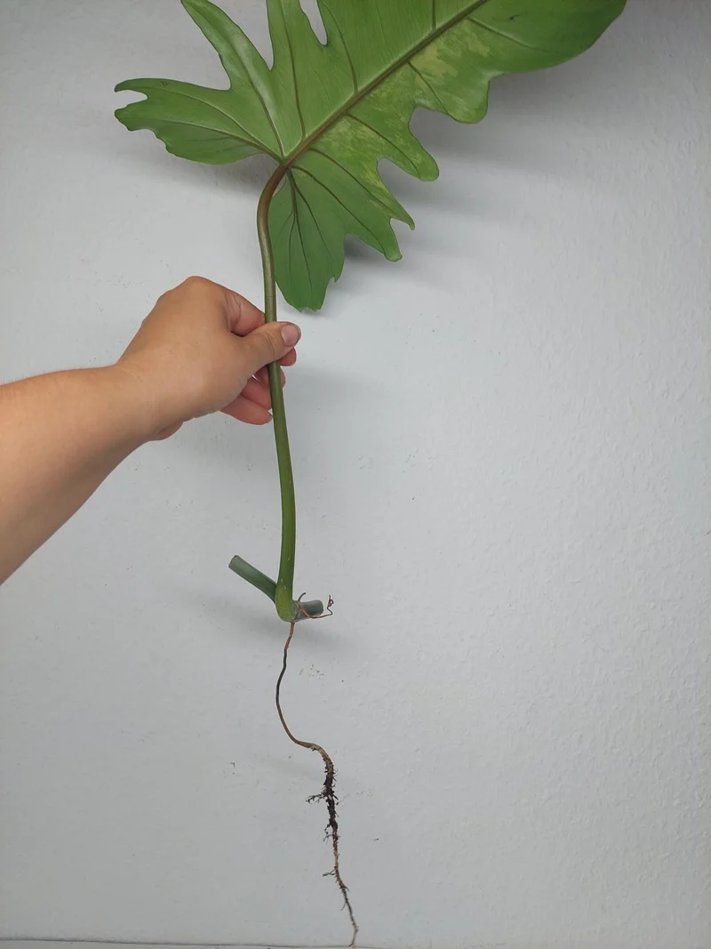 Philodendron Florida Beauty x Bipennifolium Variegata Steckling