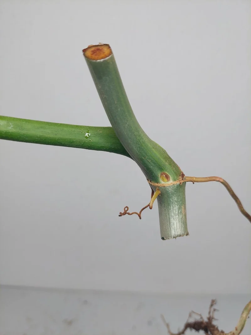 Philodendron Florida Beauty x Bipennifolium Variegata Steckling
