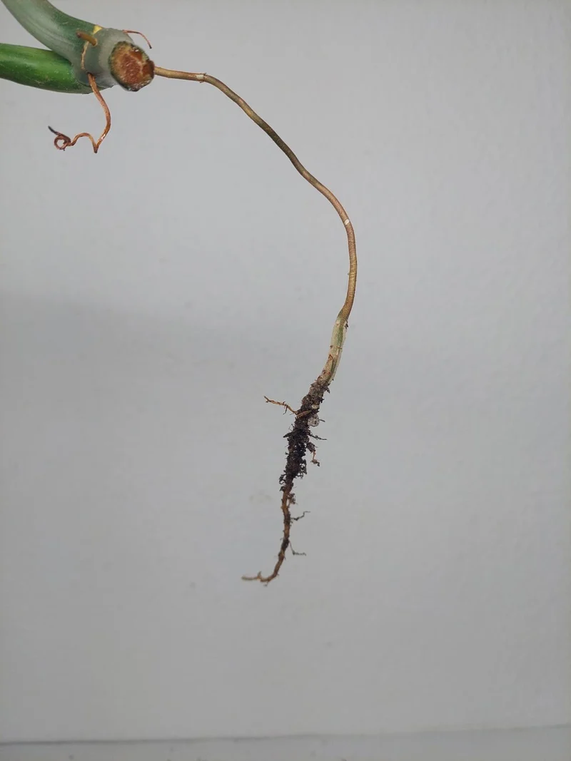 Philodendron Florida Beauty x Bipennifolium Variegata Steckling