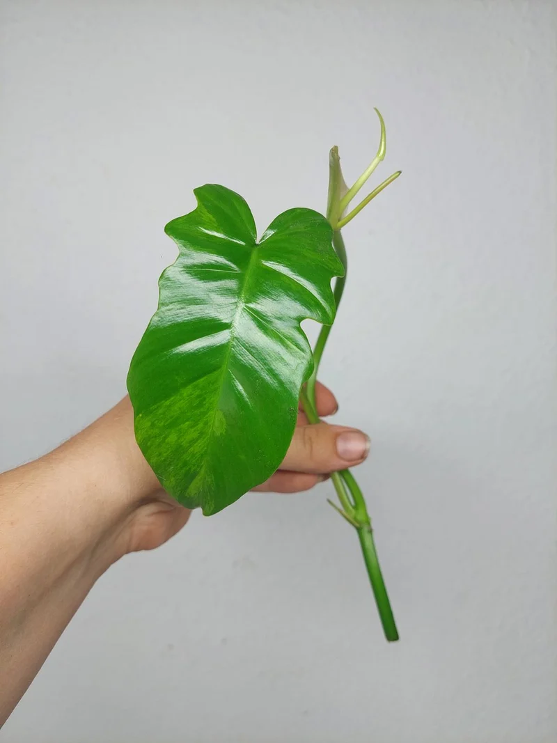 Philodendron Florida Beauty x Bipennifolium Variegata Steckling