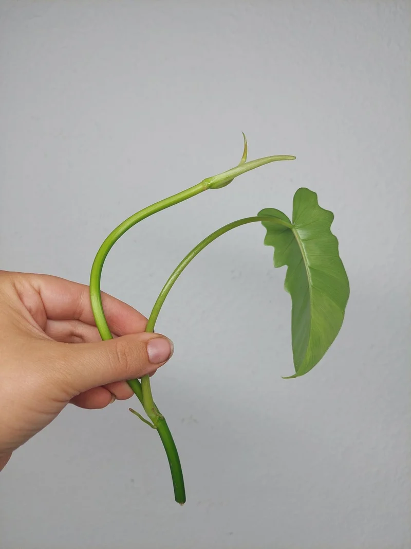 Philodendron Florida Beauty x Bipennifolium Variegata Steckling