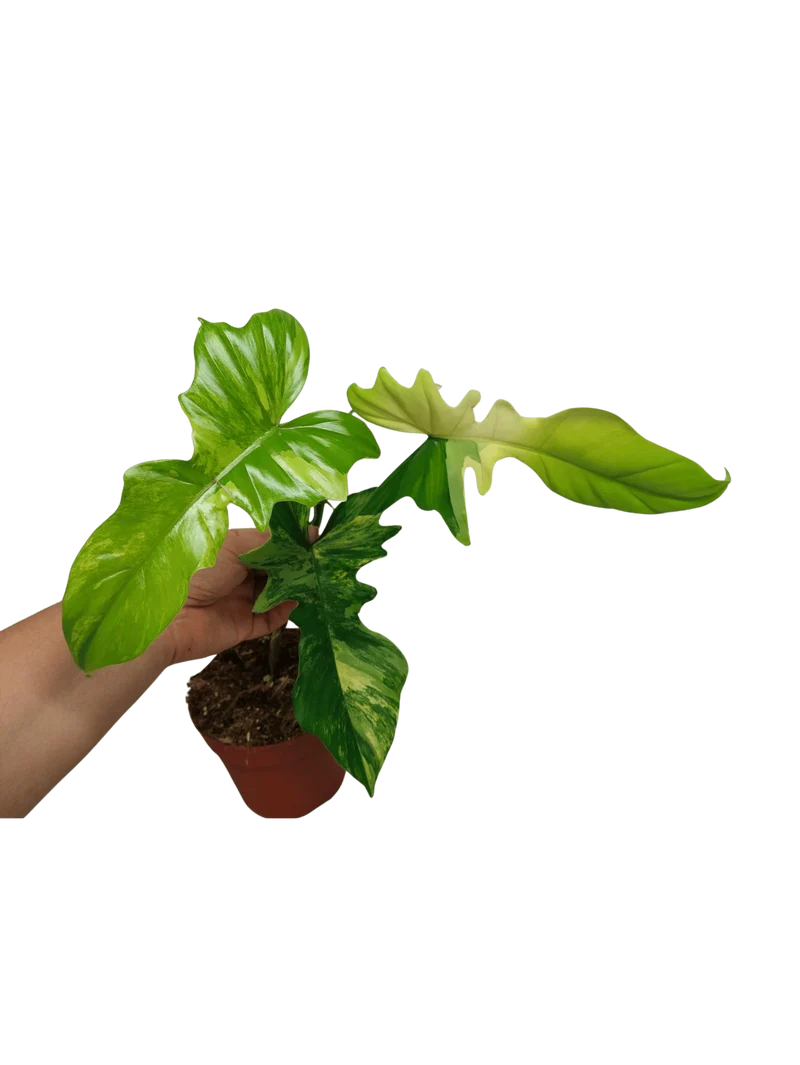 Philodendron Florida Beauty x Bipennifolium Variegata