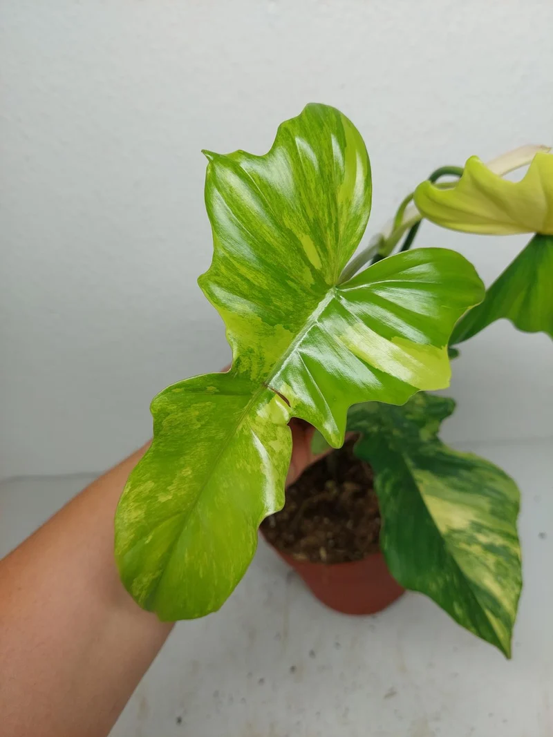 Philodendron Florida Beauty x Bipennifolium Variegata