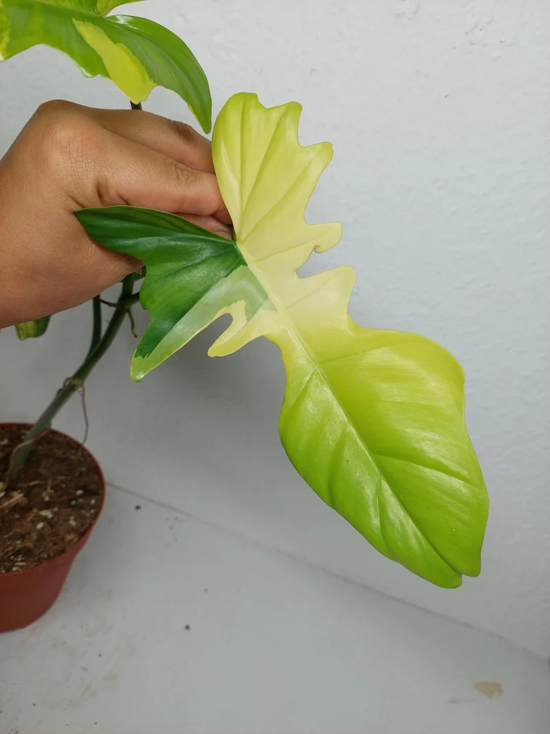 Philodendron Florida Beauty x Bipennifolium Variegata