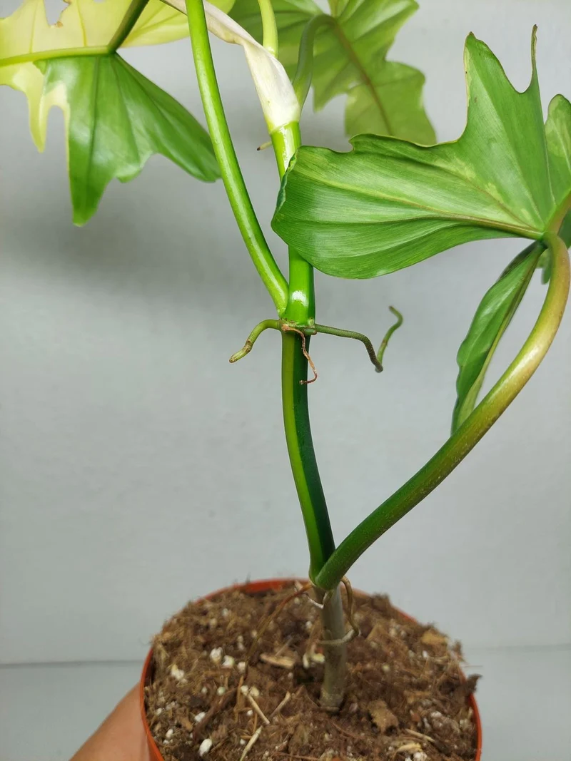 Philodendron Florida Beauty x Bipennifolium Variegata
