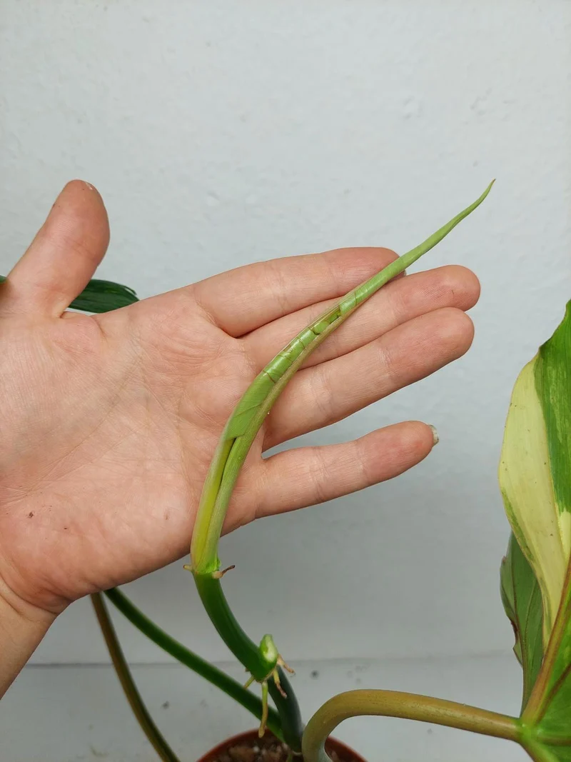 Philodendron Florida Beauty x Bipennifolium Variegata
