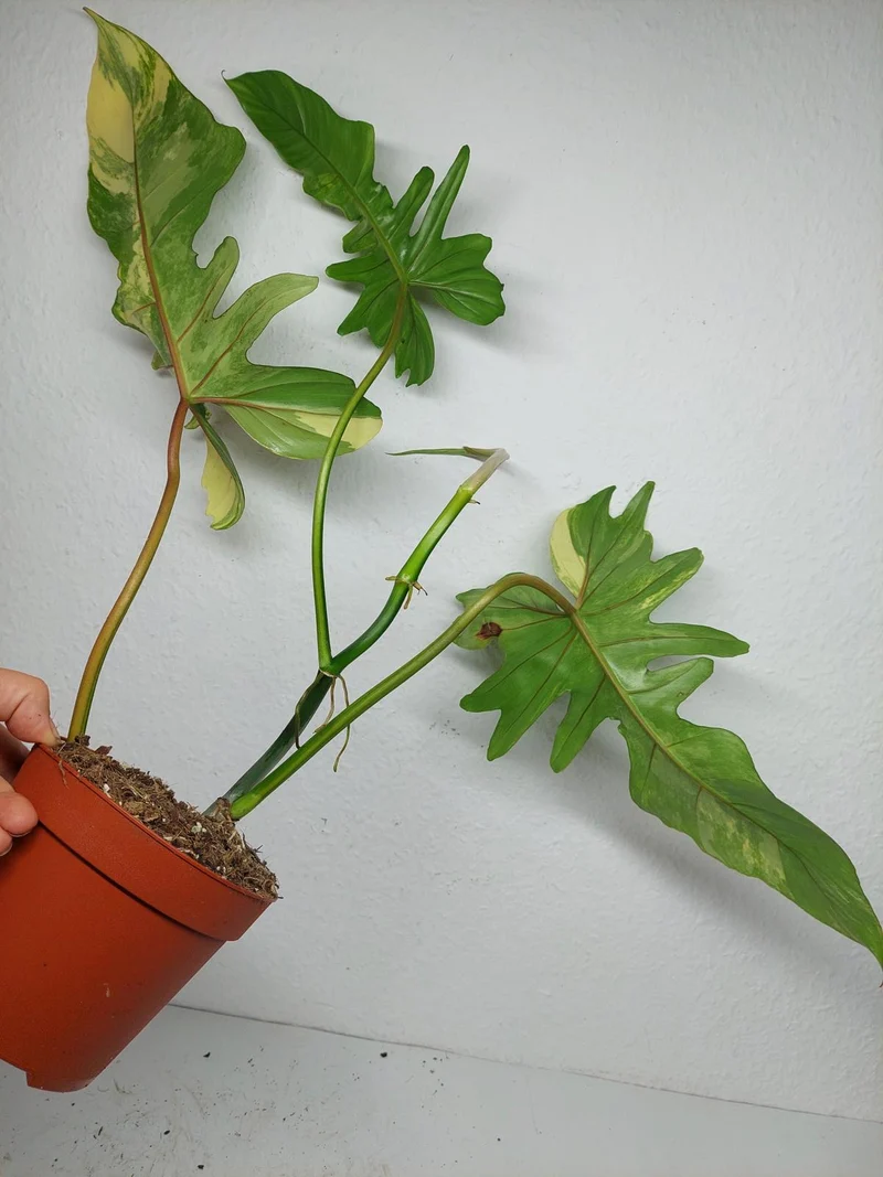 Philodendron Florida Beauty x Bipennifolium Variegata