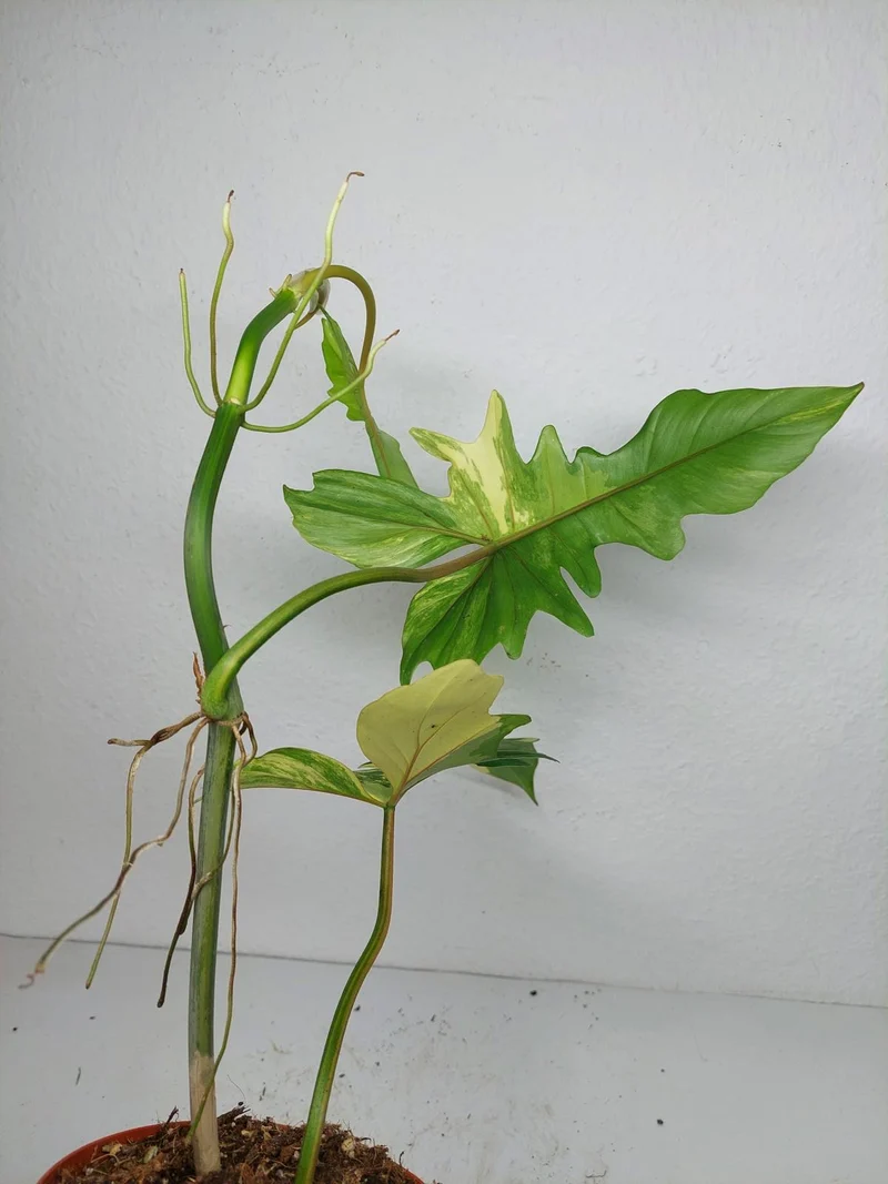 Philodendron Florida Beauty x Bipennifolium Variegata