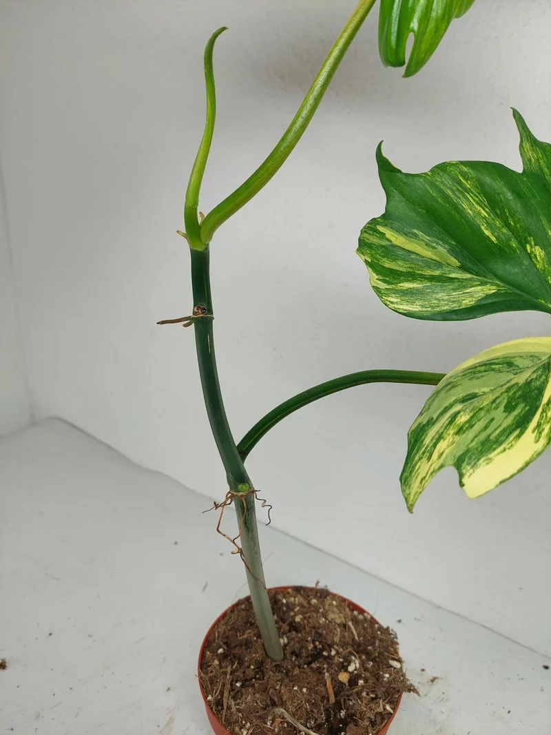 Philodendron Florida Beauty x Bipennifolium Variegata