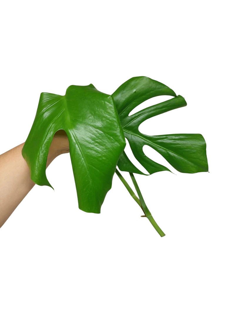 Monstera Sierrana Steckling (zum aussuchen)