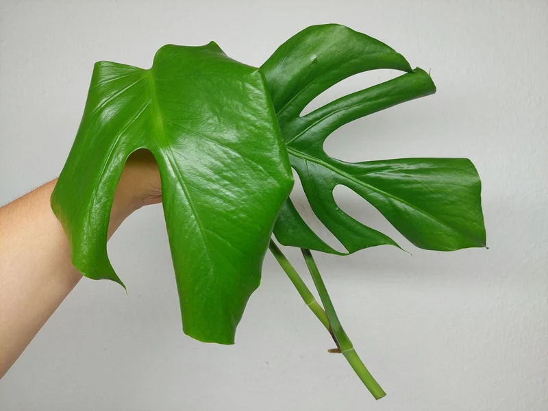Monstera Sierrana Steckling (zum aussuchen)