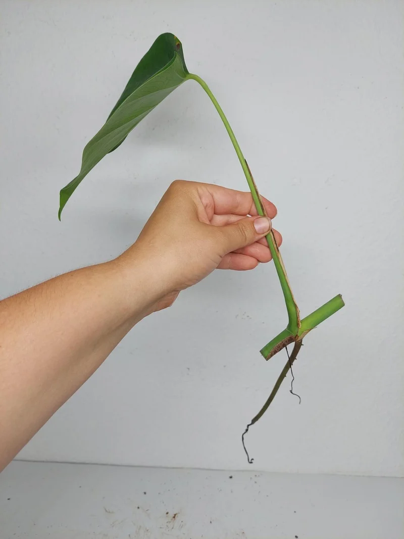 Monstera Sierrana Steckling (zum aussuchen)