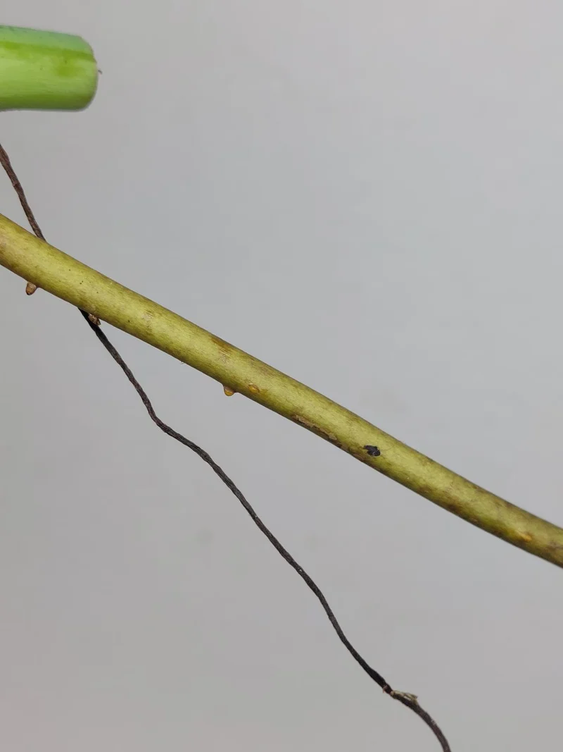 Monstera Sierrana Steckling (zum aussuchen)