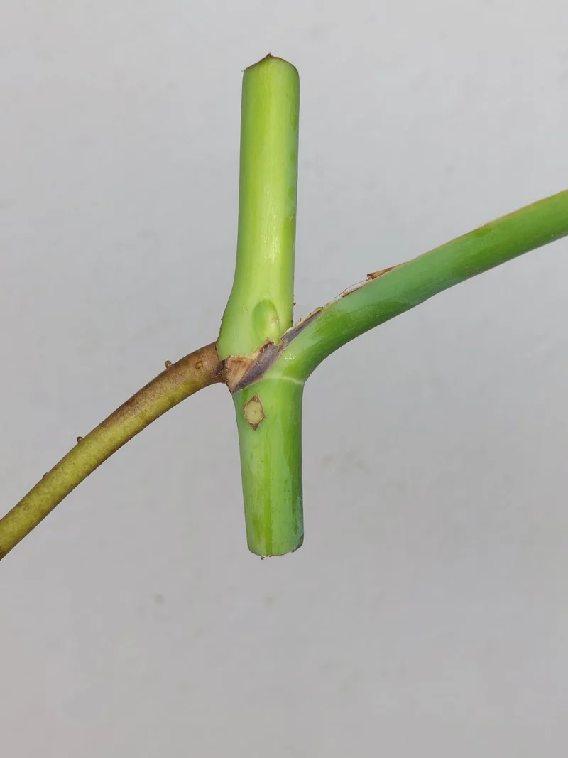 Monstera Sierrana Steckling (zum aussuchen)