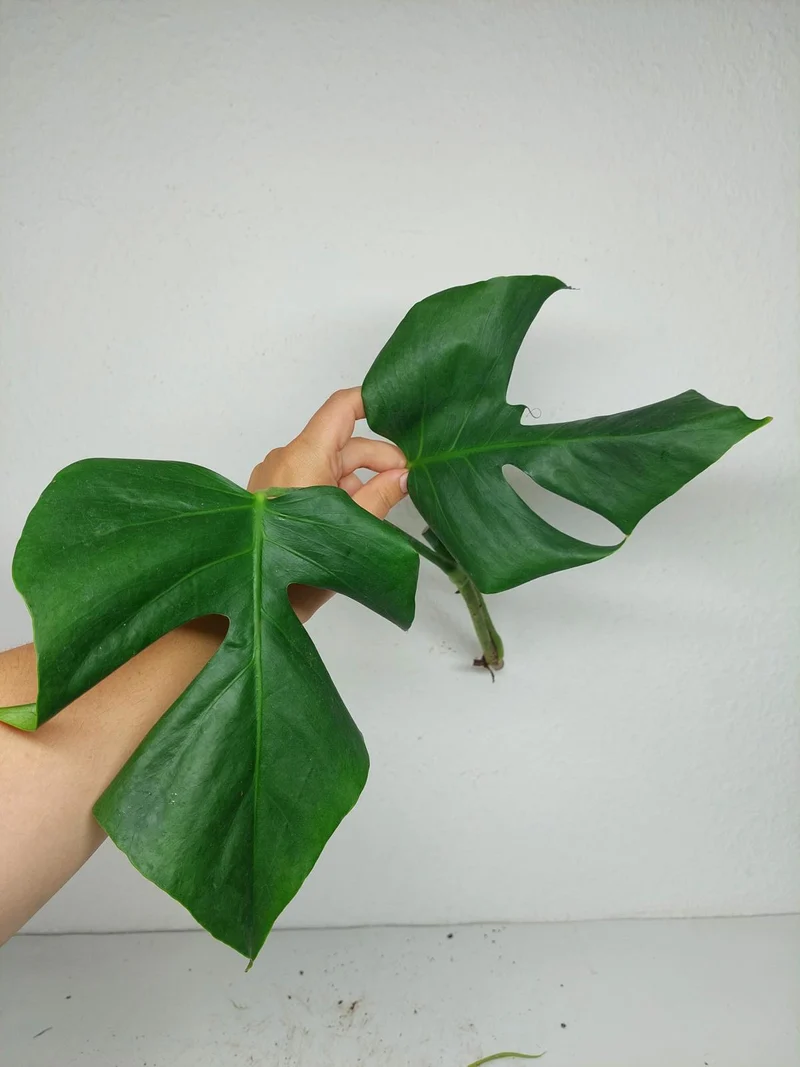 Monstera Sierrana Steckling (zum aussuchen)
